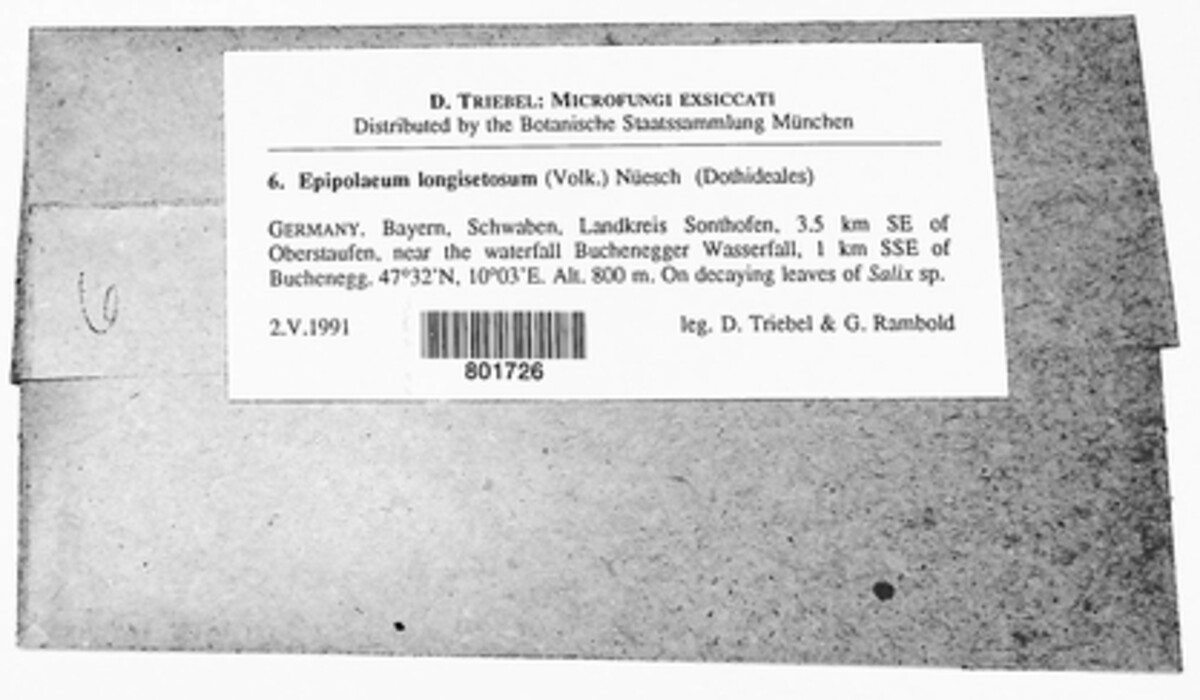 Epipolaeum longisetosum image